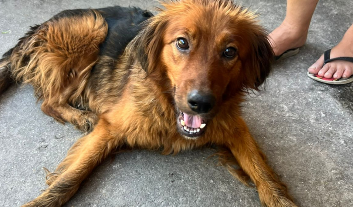 Castração para uma cachorra 