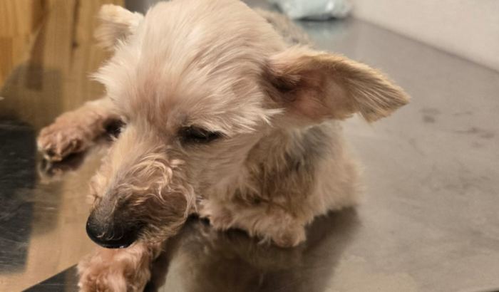 Juntos ❤️ pelo Jack