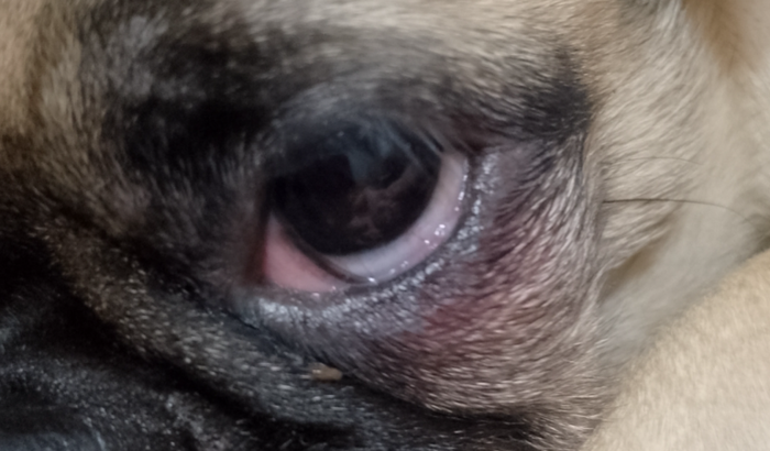 Ajude na cirurgia da Aurora