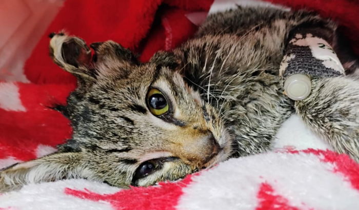 Transfusão de sangue da Hinata 😿