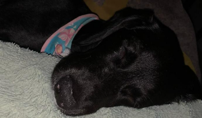 🆘 Ajude a Suzy a ter uma vida melhor! 🐶💖