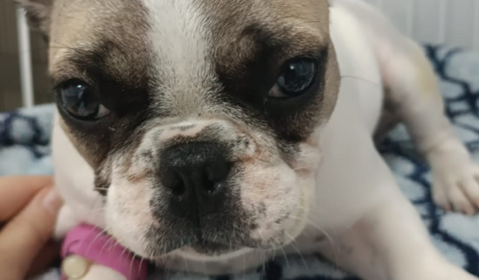 Ajuda para cirurgia da Luna 