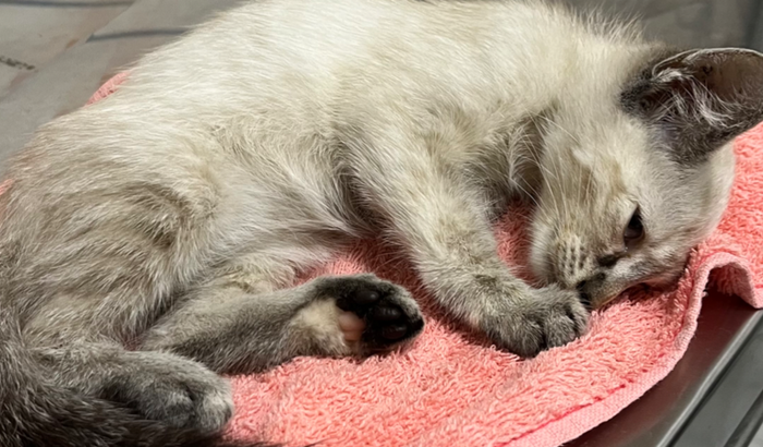 doação pra gatinha