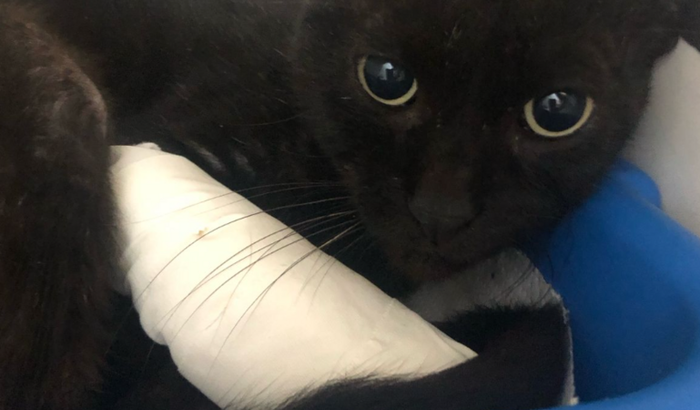 Vamos ajudar o Isauro