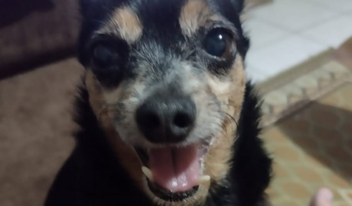 Ajude a Salvar o Neguinho