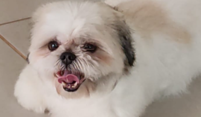 Ajude na cirurgia da Pietra! 💙