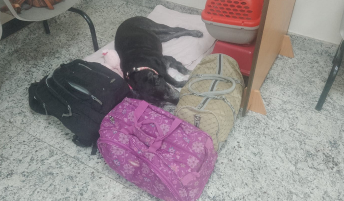 Ajudar Jordana e seus bichinhos