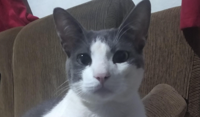 Ajude o gatinho Apocalíptico na quimioterapia