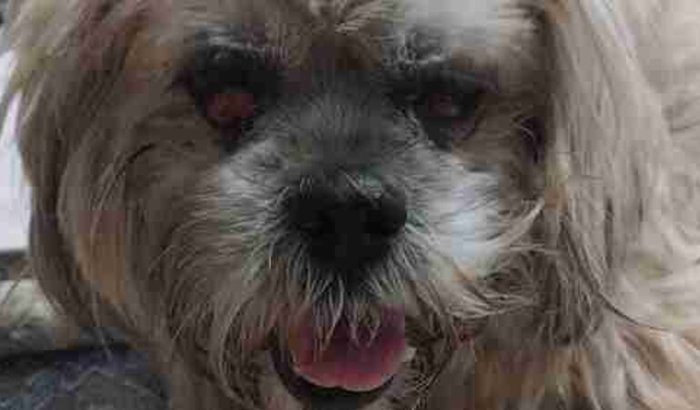 A princesa precisa de ajuda