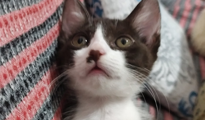 Ajude a Momo a vencer a PIF