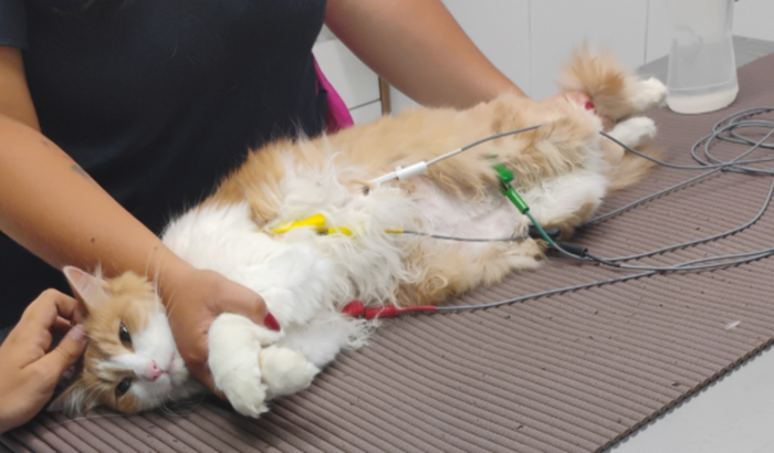 Cirurgia do Bolinha de Pelo