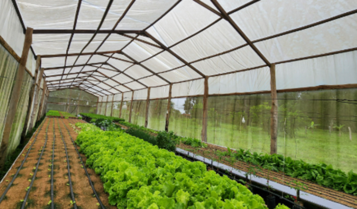 Ajuda para contruir mais estufas sustentaveis