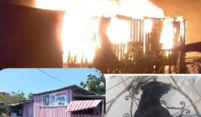 Reconstruir a casa dos cachorros que pegou fogo.