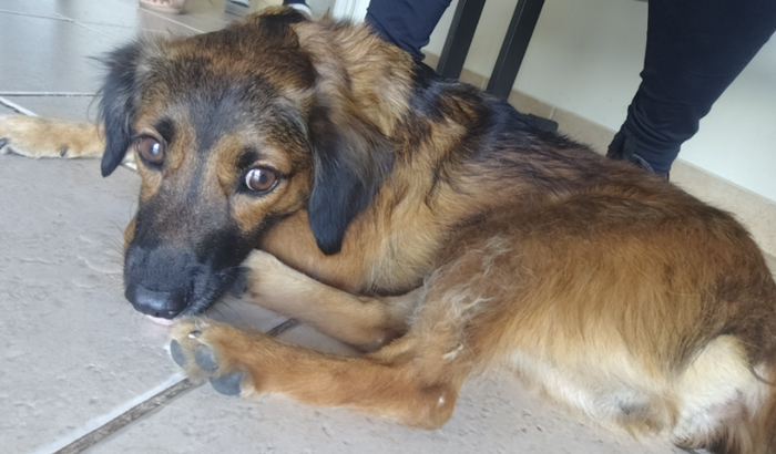 Ajude a pagar os custos da cirurgia da Kiara