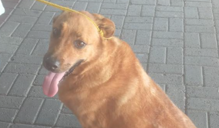 Ajuda para a caramelo Mel Milgrid