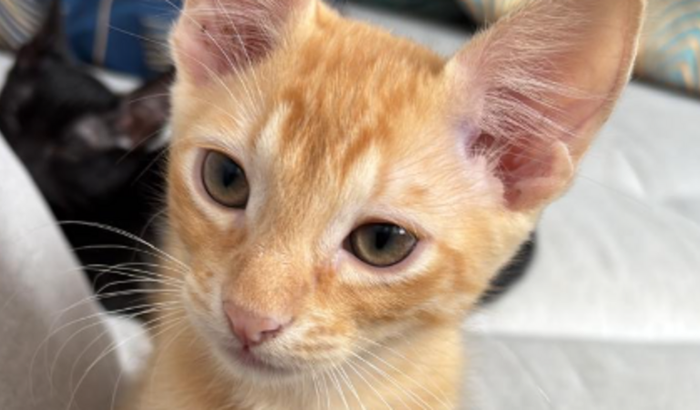 🐈 Ajude o Simba a vencer a PIF! 🐾💛