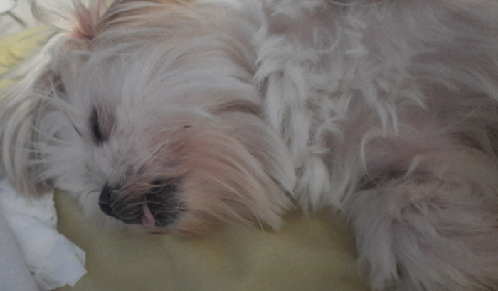 AJUDE A ANNIE. MINHA BOLINHA DE PELO PTECISA DE VOCÊS