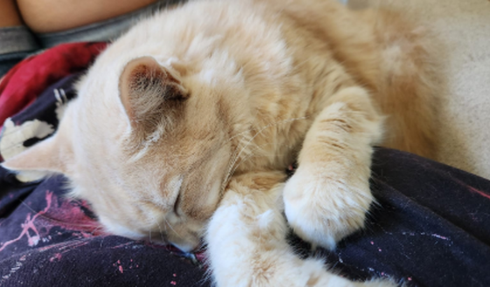 Ajude a salvar meu gato Douglas