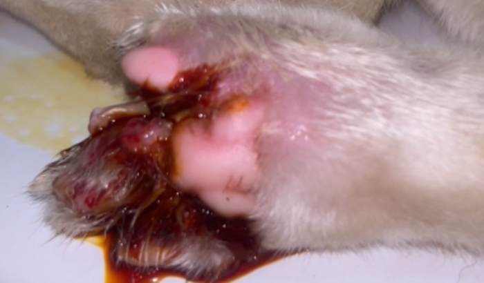 Ajude o Branquinho a se recuperar