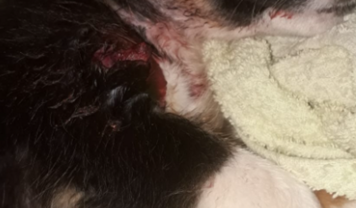 Ajuda para cirurgia do Luís, atacado e está com fratura exposta