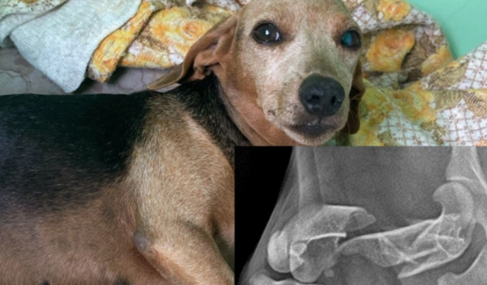 AJUDE NOSSA AMIGUINHA A FAZER A CIRURGIA