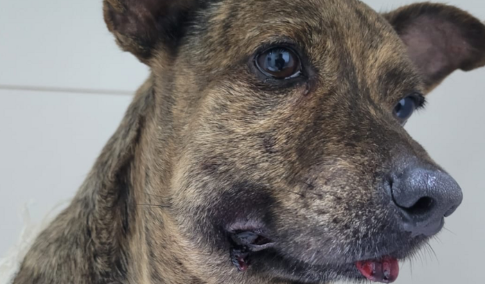 Ajude o cachorro Rabicó 