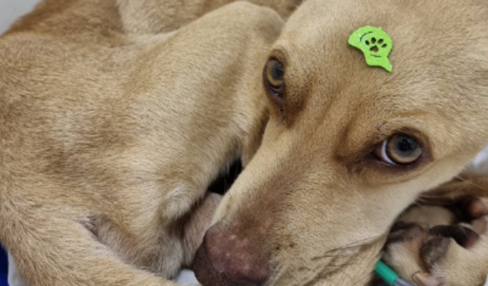 Ajude a salvar a vida do Jaiminho