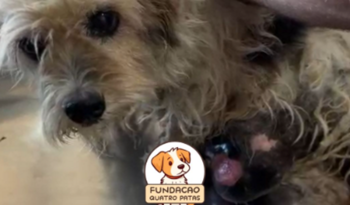 FUNDAÇÃO QUATRO PATAS OFICIAL - LILY PRECISA DE VOCÊ