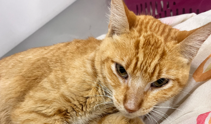 TRANSFUSÃO PARA SALVAR O MEU CHORÃO 