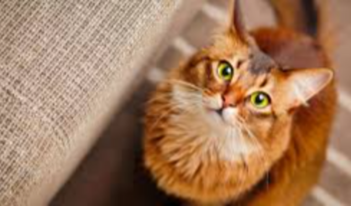 Operação para Maia