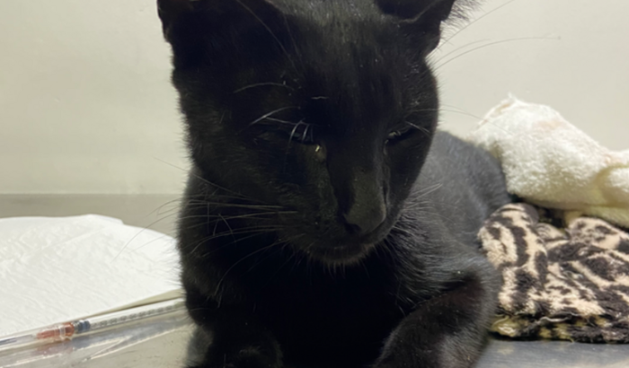 Tratamento para o gatinho Sanji