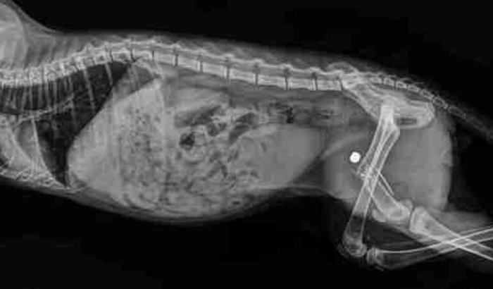 Vamos ajudar o Pretinho 😸