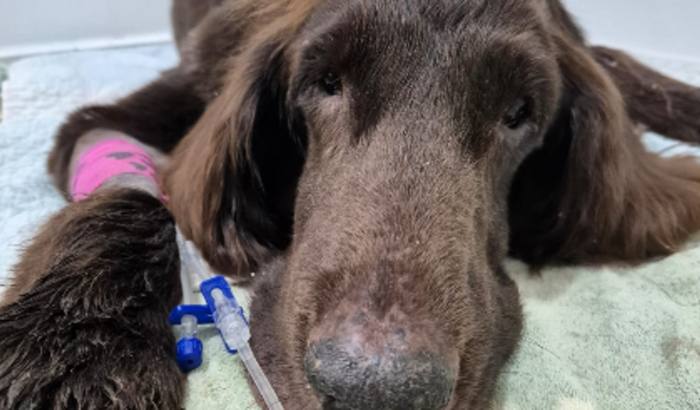 Ajuda ao Cão-guia Darwin