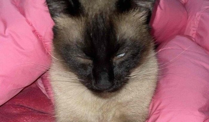 me ajude com o Yodinha