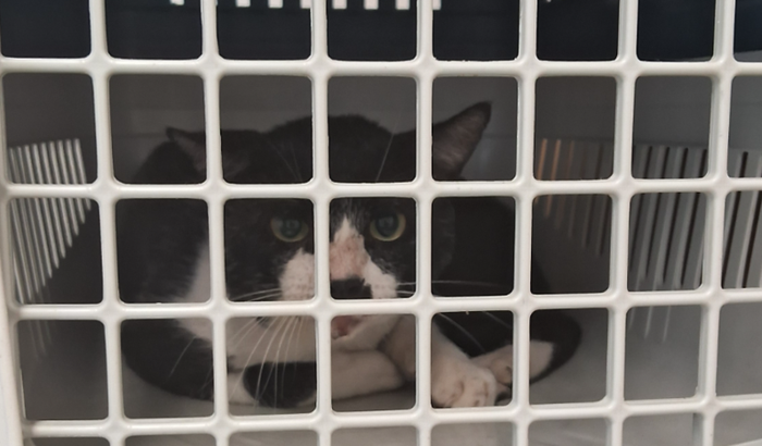 Recuperação do Frajola (ecografia e internação)