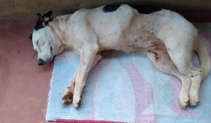 Ajude a princesa ela foi atropelada