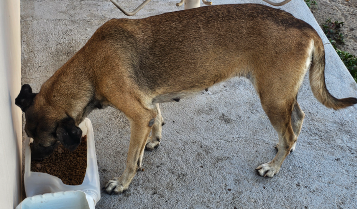 Pedido de Ajuda para a Mel