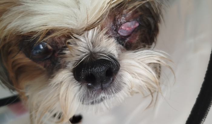 Buddy com úlcera de córnea