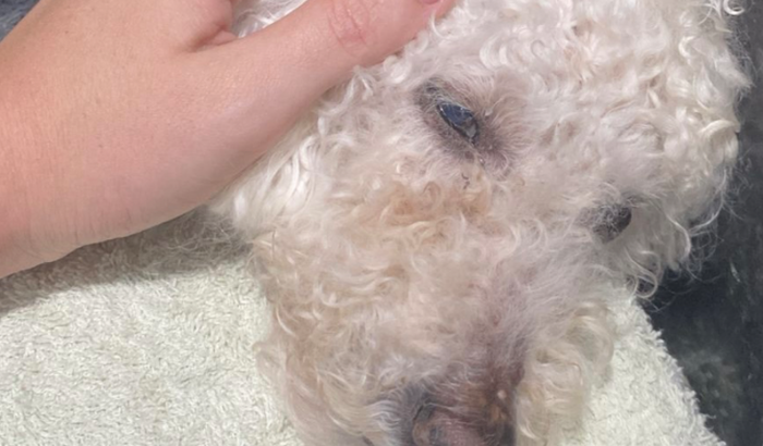 AJUDE A MAYA A VIVER