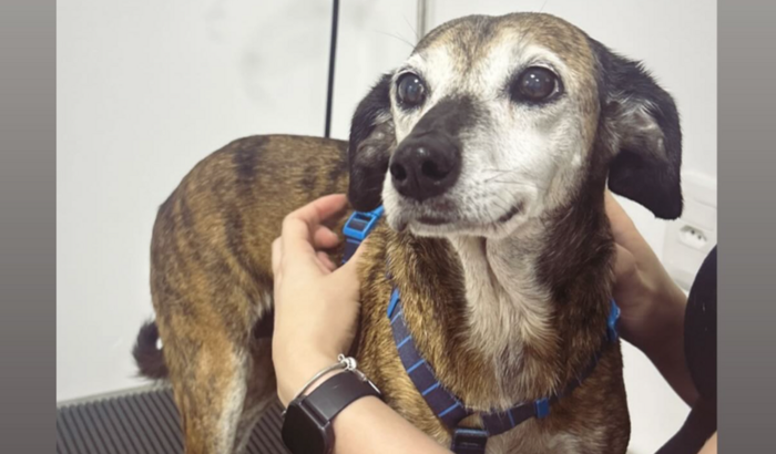 Procedimento da Babí