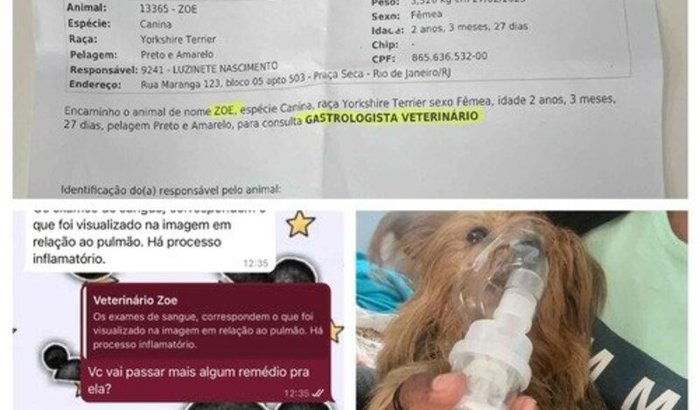 Ajude a Zoe com despesas veterinárias. 