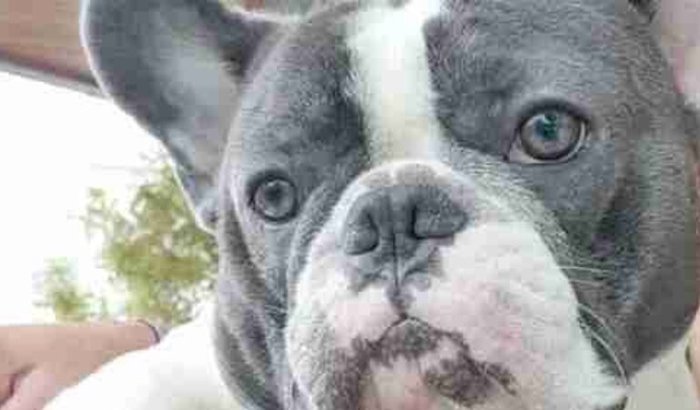 Medicações para o Francisco 