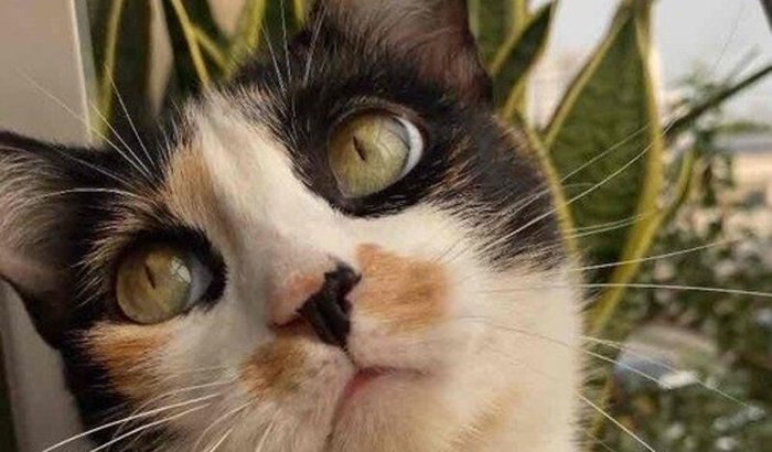 AJUDE A SALVAR A VIDA DA SKYE