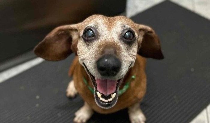 Ajude a realizar os exames da Lola!