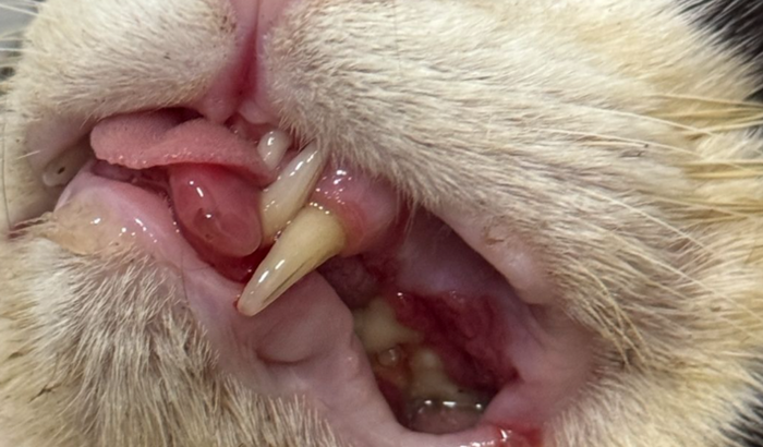 Salvem o gato pedrinho está sofrendo muito