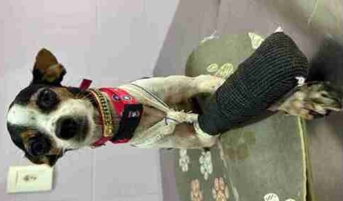 Tratamento da Jujuba