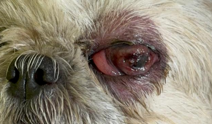 Úlcera nas Córneas da Pet Mel