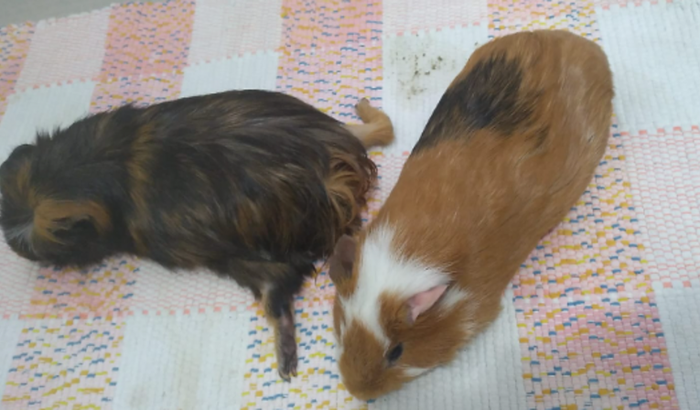 AJUDA URGENTE NA INTERNAÇÃO 