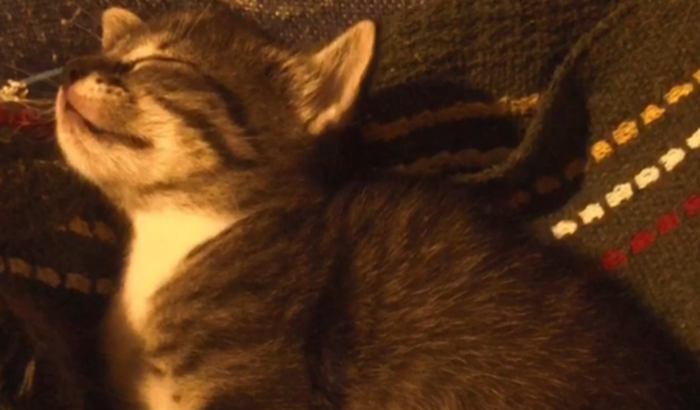 Ajude essa filhote 🙏🏾🥺