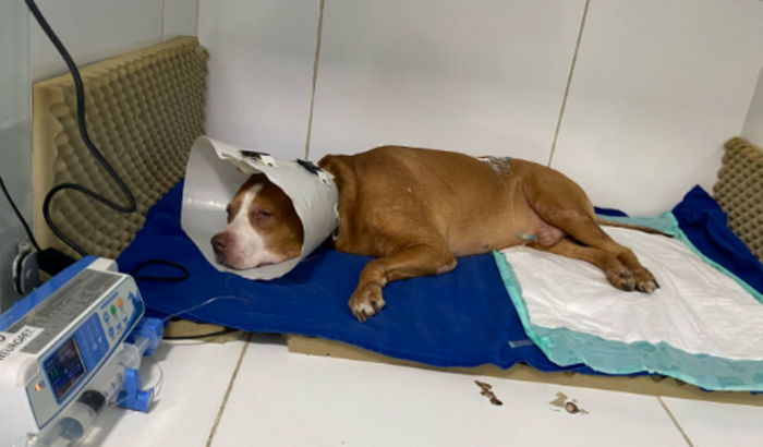 Ajude o Tatá! Meu velho amigo!